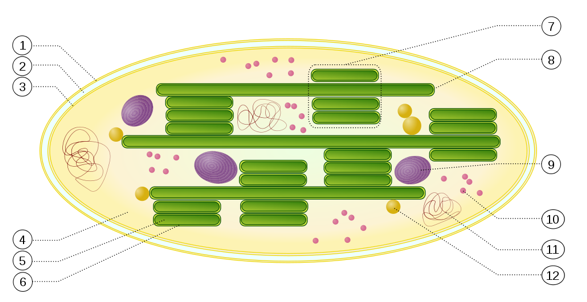 Chloroplasten: Organelle der Fotosynthese - wiwiweb.de